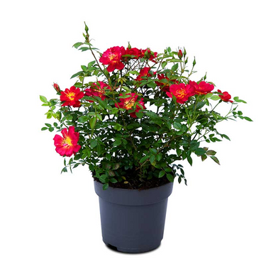 Miniature Rose Plant, Patio Roses, Polyanthus Roses, Carpet Roses, Indoor Roses